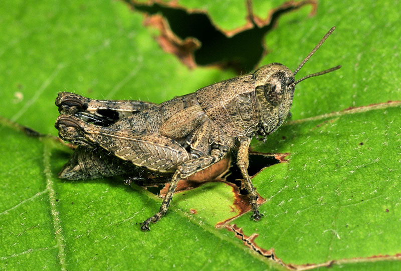 Pezotettix giornae  (Acrididae)